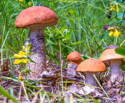 Бувають помилкові підосичники і як їх визначити