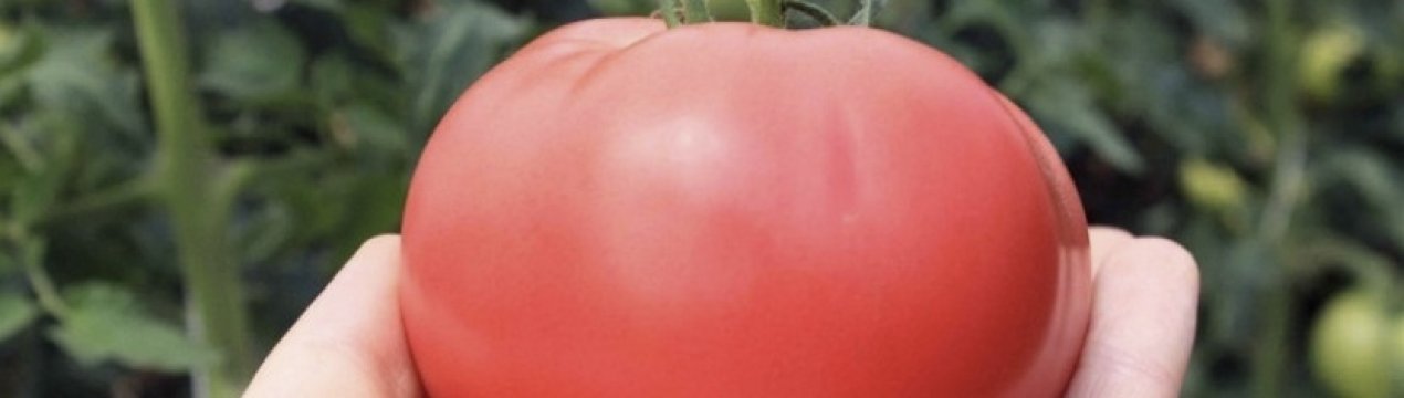 Помідори «Пінк Унікум»: опис, агротехніка вирощування