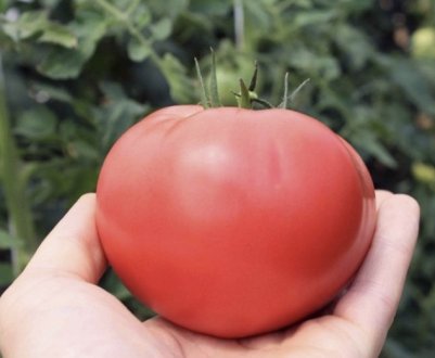 Помідори «Пінк Унікум»: опис, агротехніка вирощування