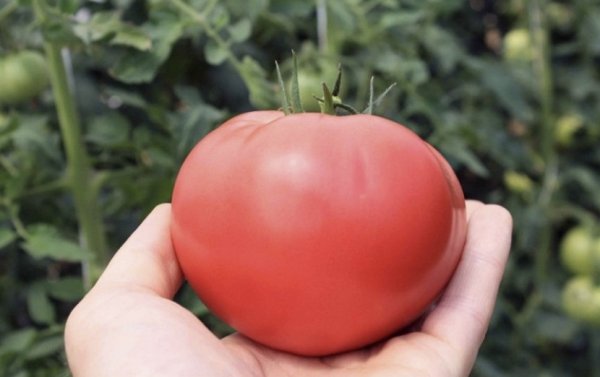 помидоры пинк уникум описание сорта фото отзывы