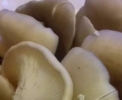 Все про зберіганні глив: як і скільки зберігаються