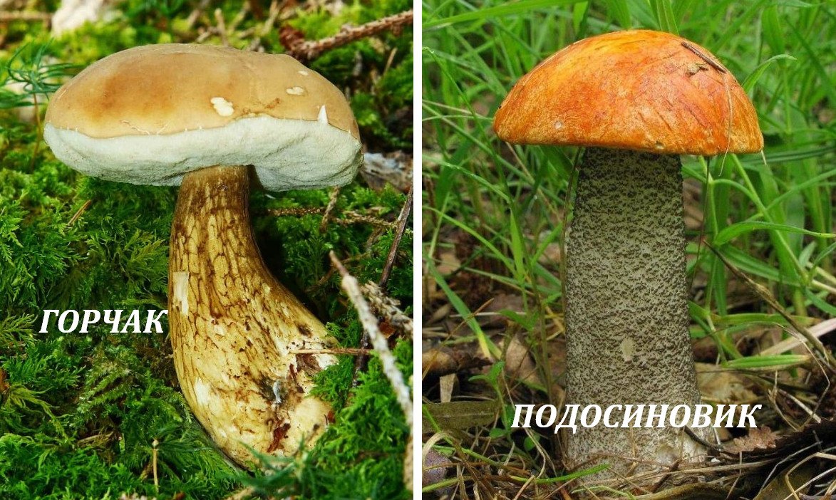 Фото Подосиновика И Подберезовика Белого Гриба