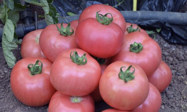 помидоры пинк уникум описание сорта фото отзывы