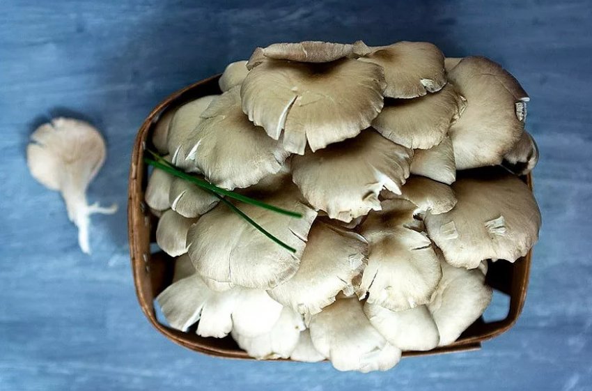 Хранение грибов в сыром виде
