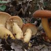 Какие грибы растут возле березы