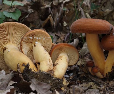 Опис гриба молочаю, особливості застосування і як правильно приготувати