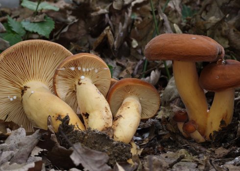 Опис гриба молочаю, особливості застосування і як правильно приготувати