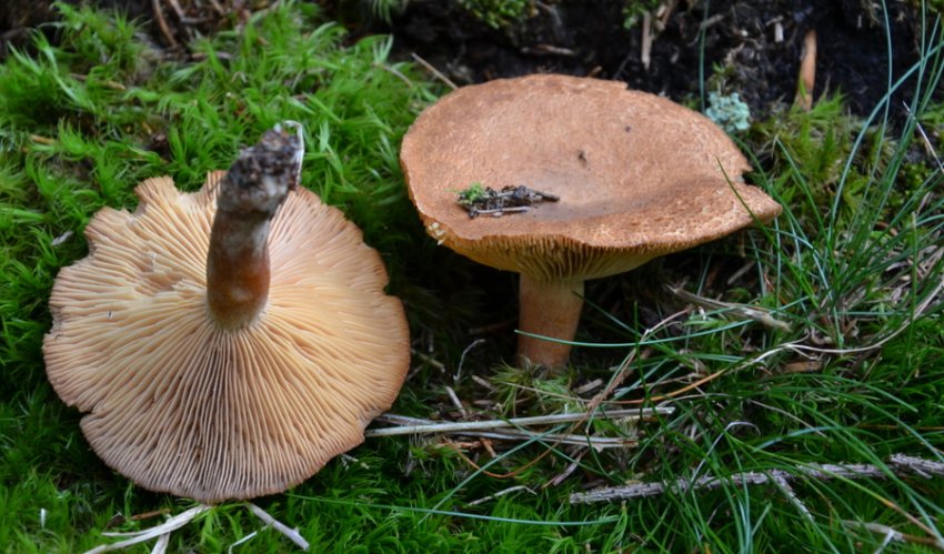 Lactarius helvus