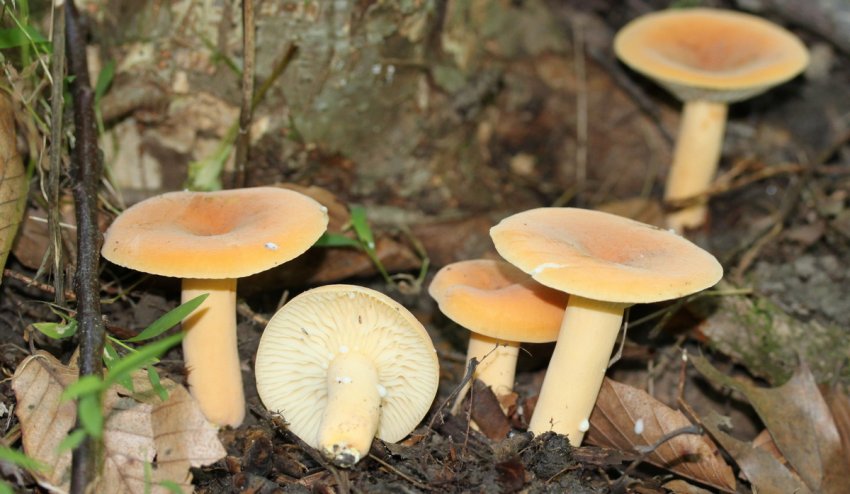 Lactarius hygrophoroides