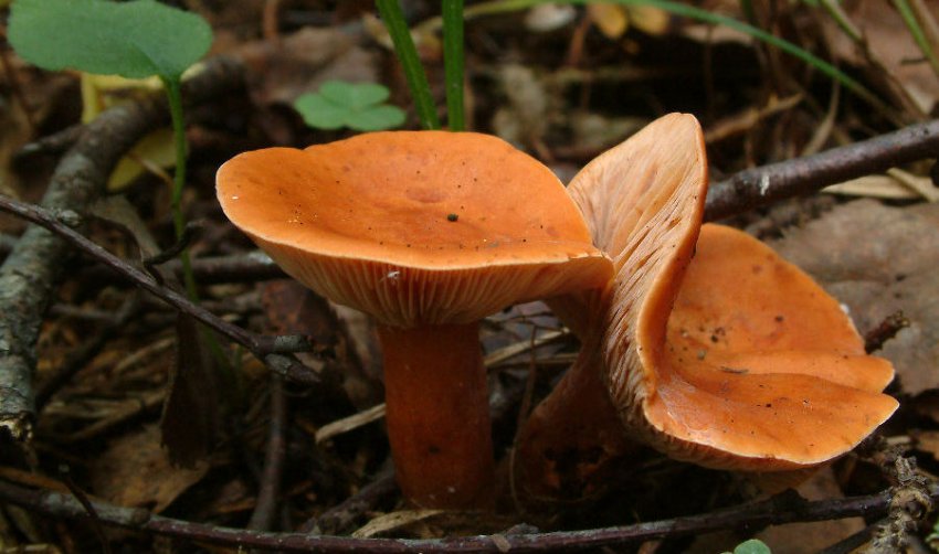 Lactarius mitissimus