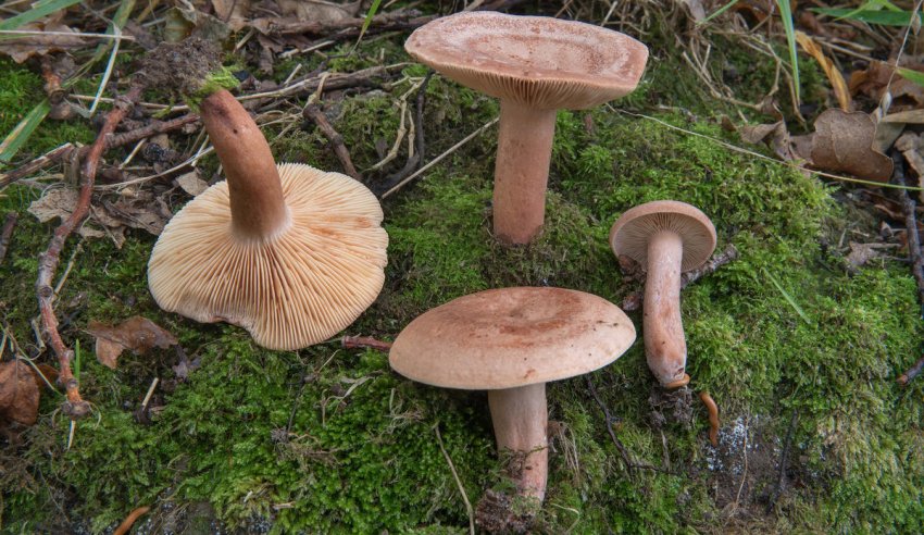 Lactarius quietus