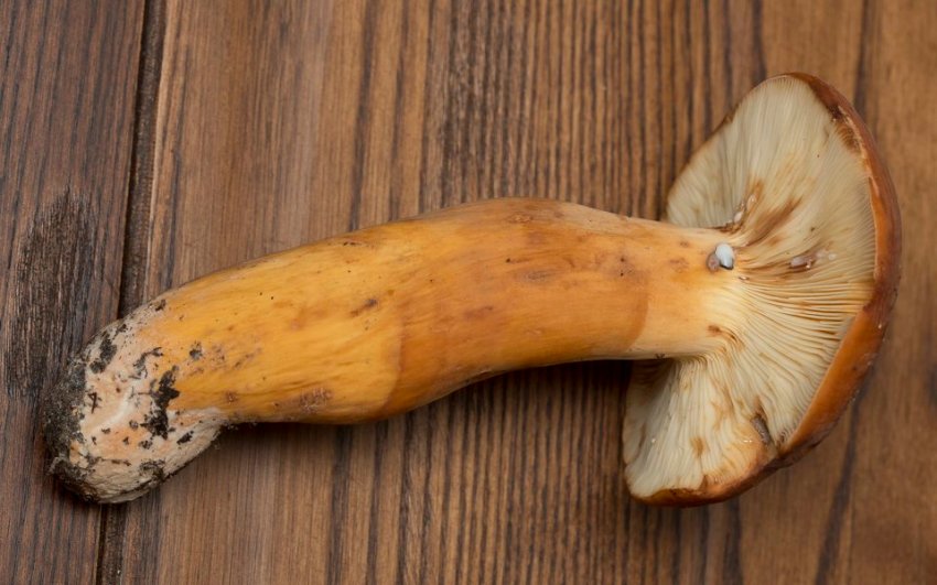 Можливу шкоду від гриба молочаю