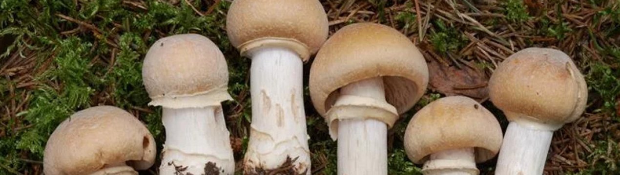 Гриб ковпак кільчастий, опис