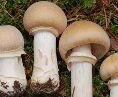 Гриб ковпак кільчастий, опис