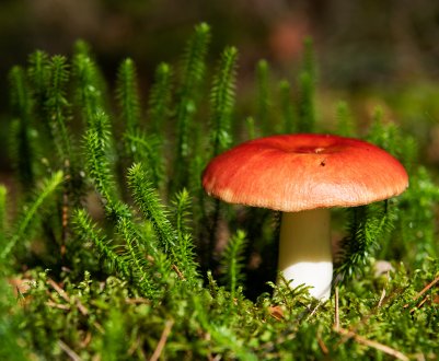 Різновиди грибів сироїжок