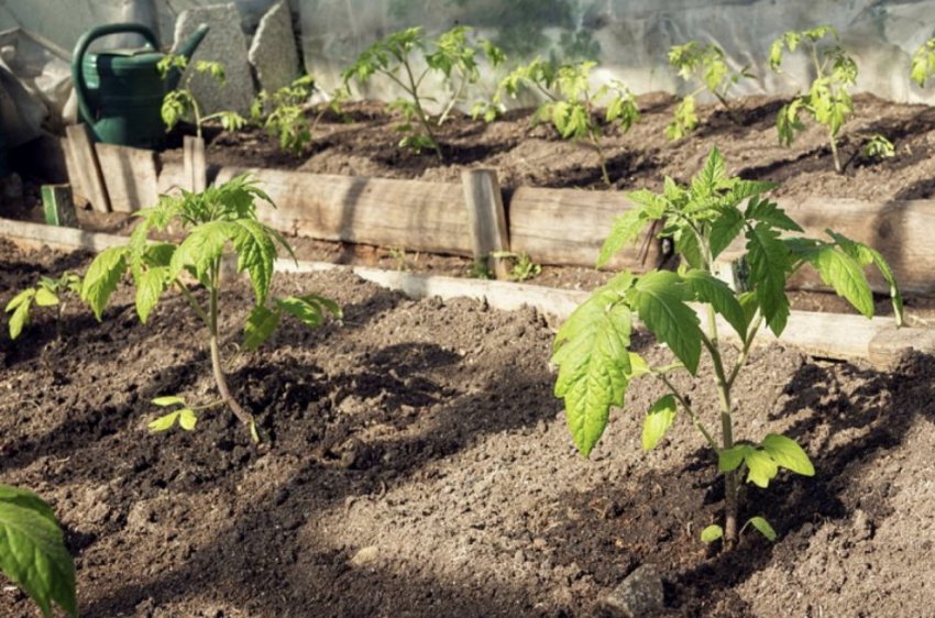 Томати у теплиці Томати у теплиці