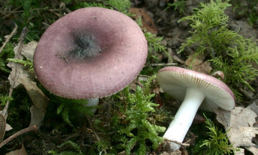 Сироїжка Синя