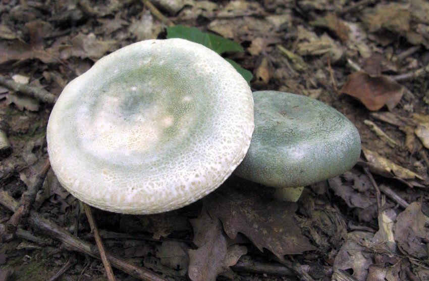 Сироїжка Зелена