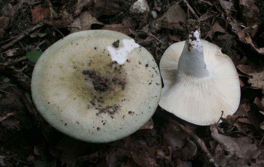 Сироїжка Вильчатая