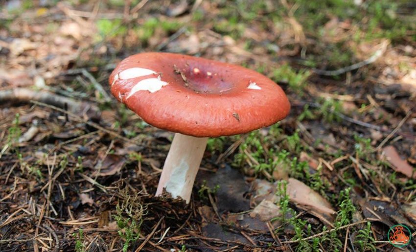 Сироїжка Болотна