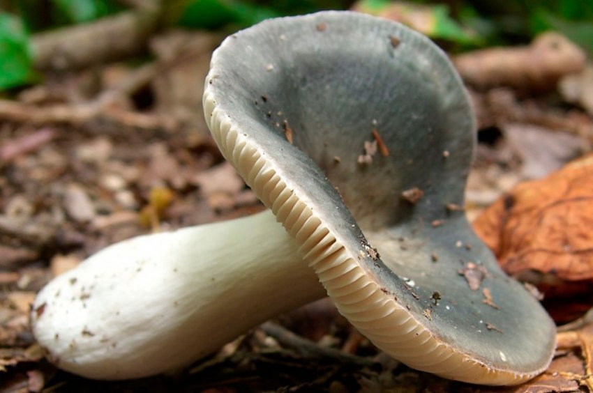 Сироїжка Сіра