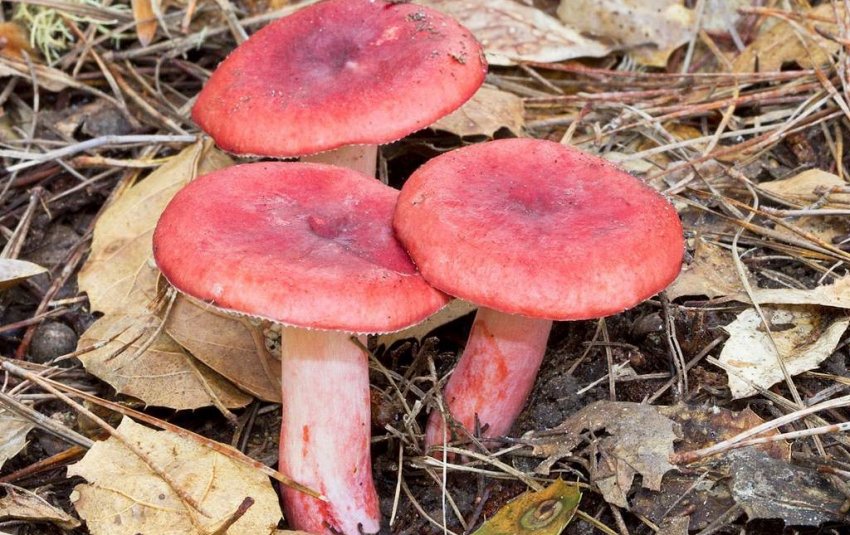 Сироїжка Рожева