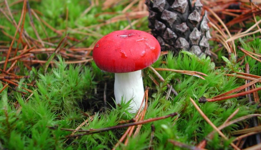 Сироїжка Жгучеедкая