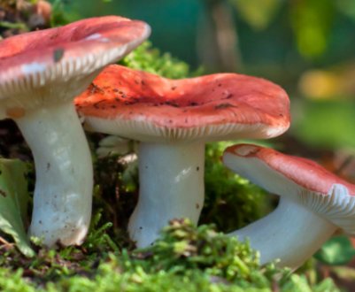 Які сироїжки можна їсти, а які не можна