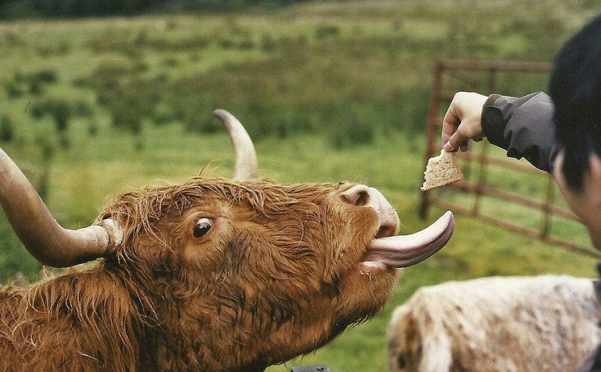 Годування хайленда Годування хайленда