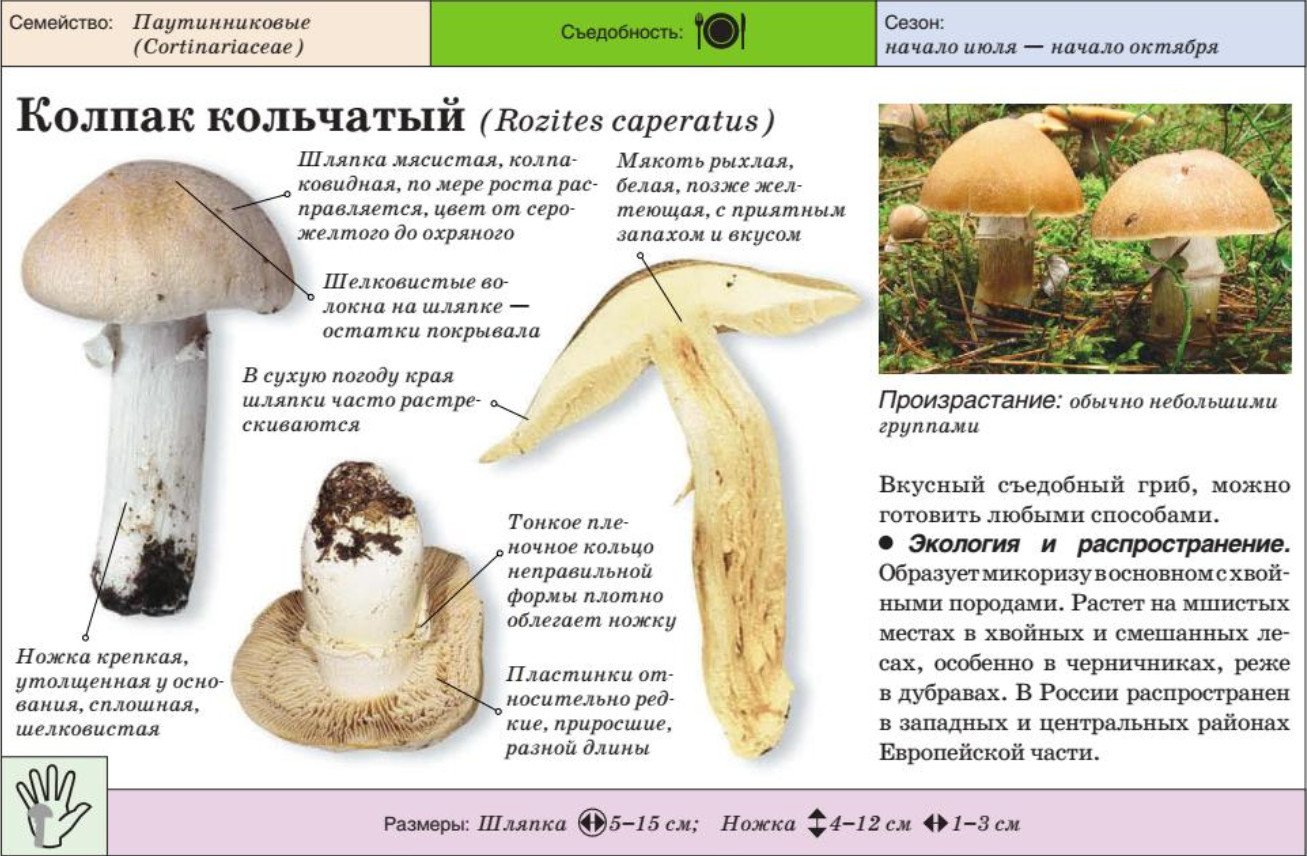 Колпак кольчатый гриб фото и описание