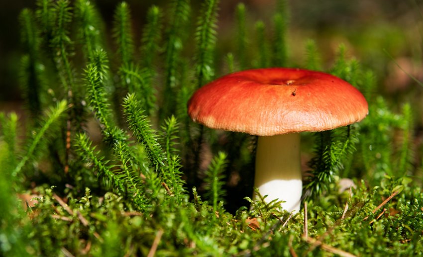 Сироїжка Сироїжка