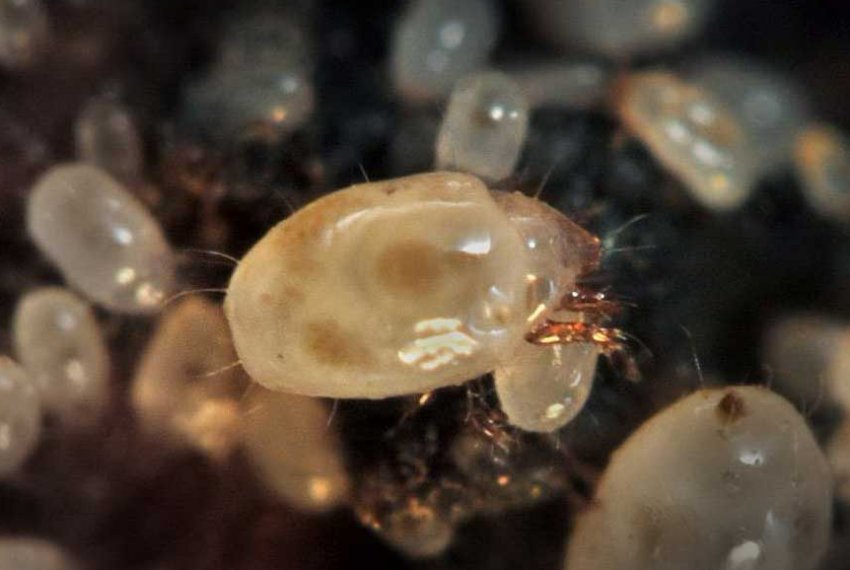 Кореневої кліщ