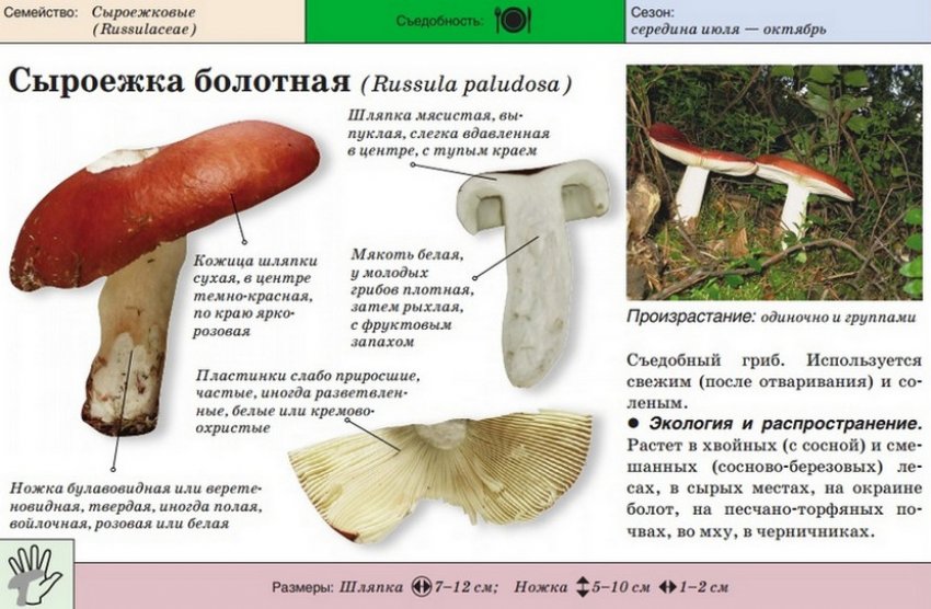 Сыроежка Гриб Съедобный И Ядовитый Фото
