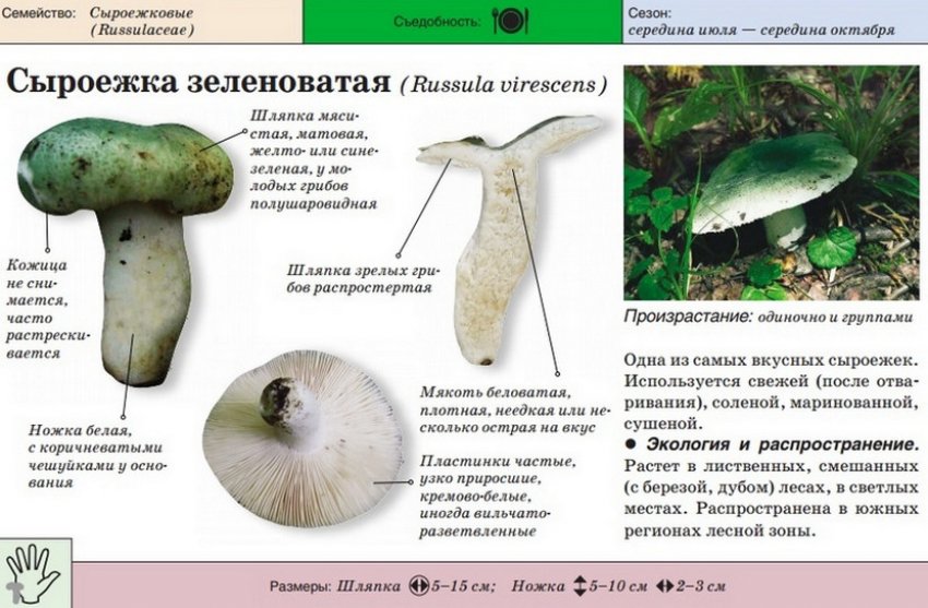 Сироїжка зеленувата Сироїжка зеленувата