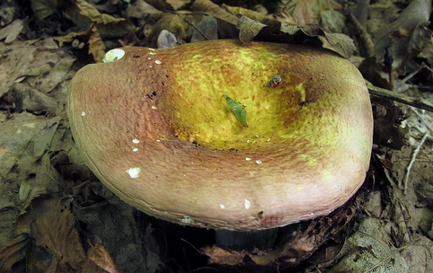 Сироїжка оливкова Сироїжка оливкова