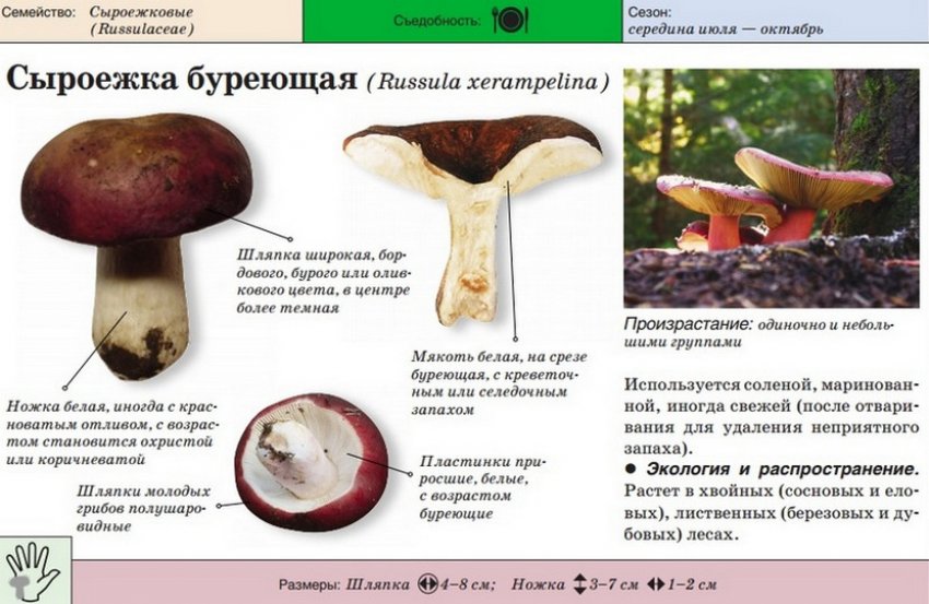 Сироїжка бура Сироїжка бура