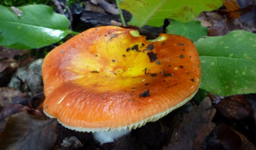 Сироїжка золотиста Сироїжка золотиста