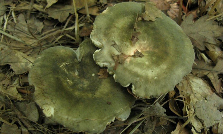 Сироїжка разнопластинчатая Сироїжка разнопластинчатая