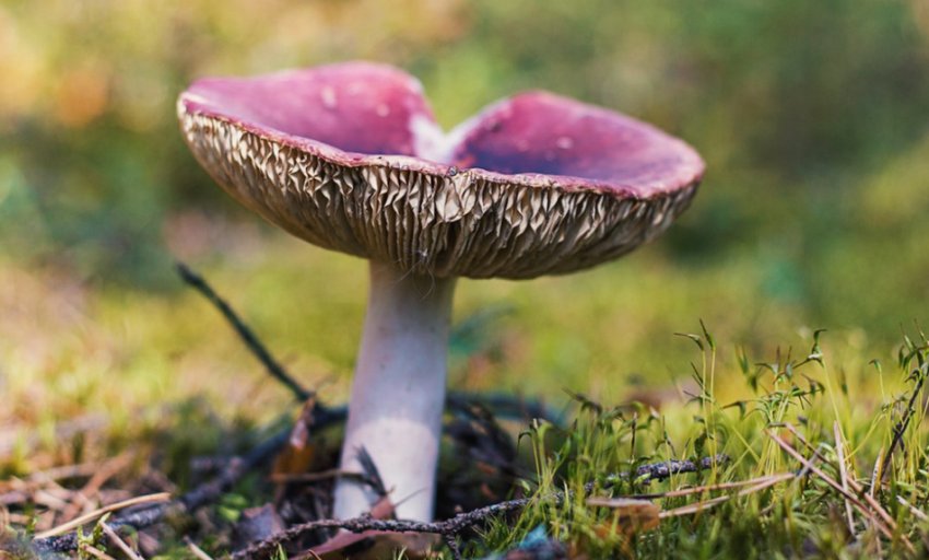 Сироїжка аметистове Сироїжка аметистове