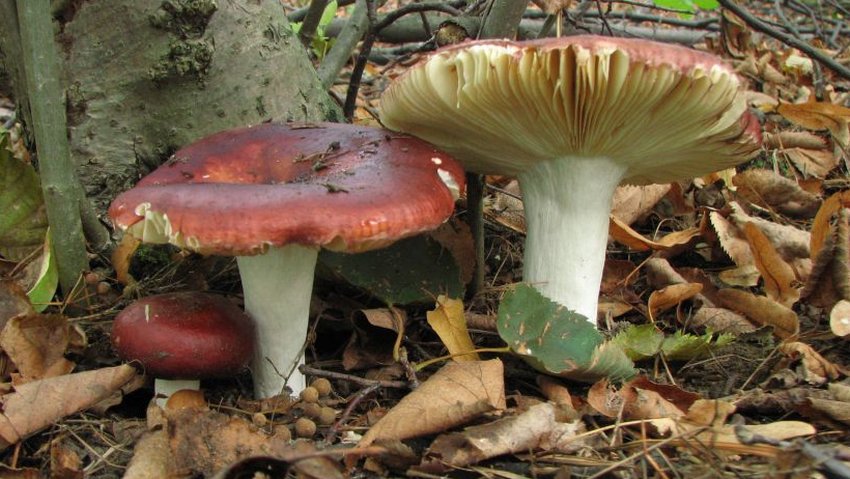 Сироїжка лайковая Сироїжка лайковая