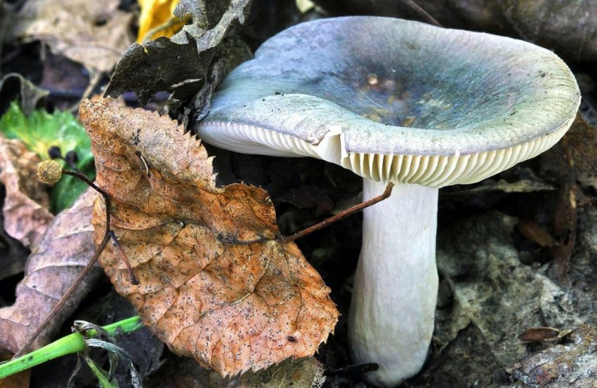 Сироїжка синя Сироїжка синя