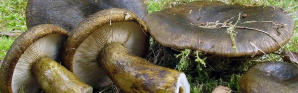 Темные грибы похожие на грузди