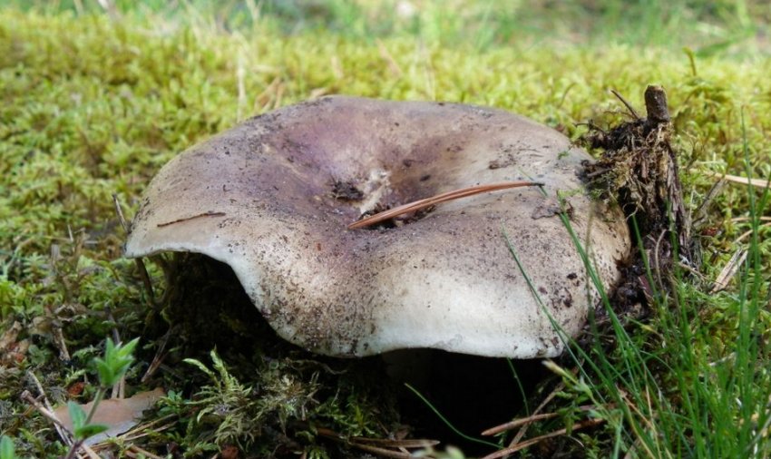 Подгруздок чорний Подгруздок чорний