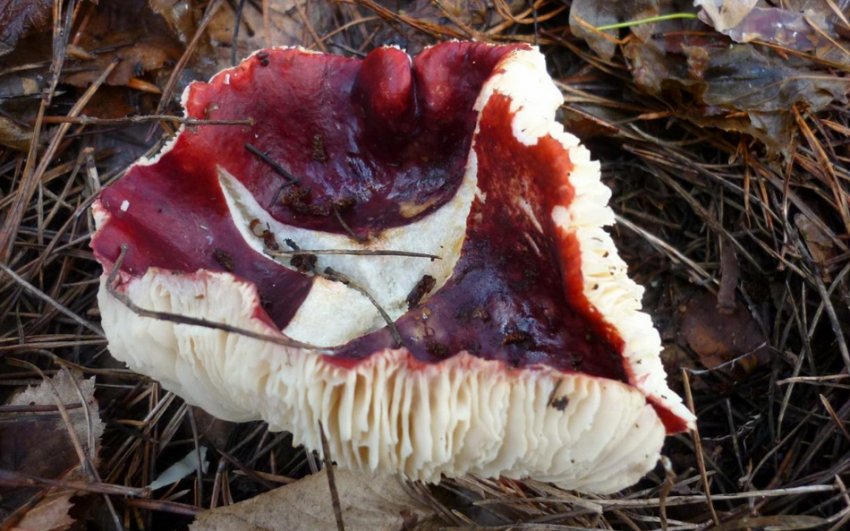 Сироїжка Келі Сироїжка Келі