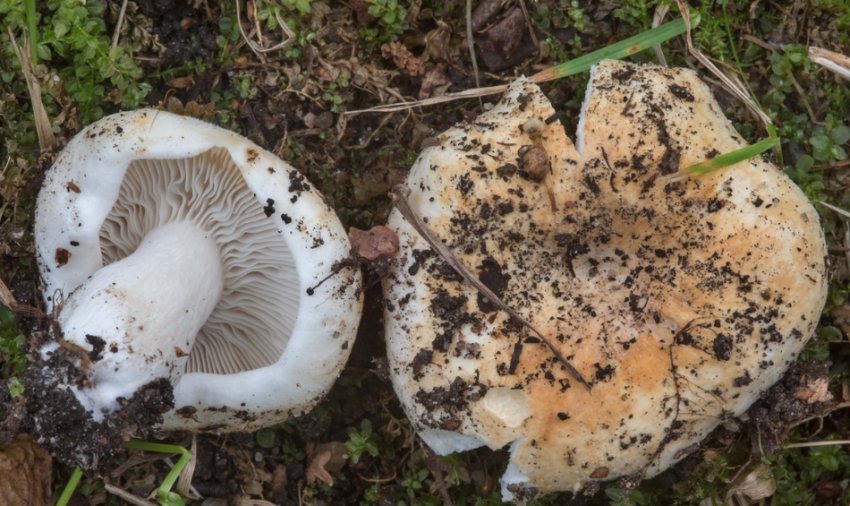 Помилковий подгруздок Помилковий подгруздок