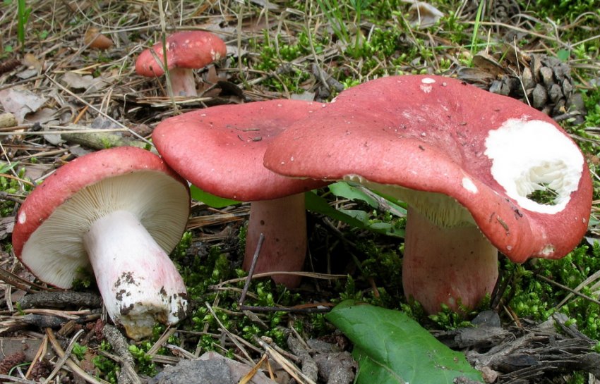 Сироїжка криваво-червона Сироїжка криваво-червона