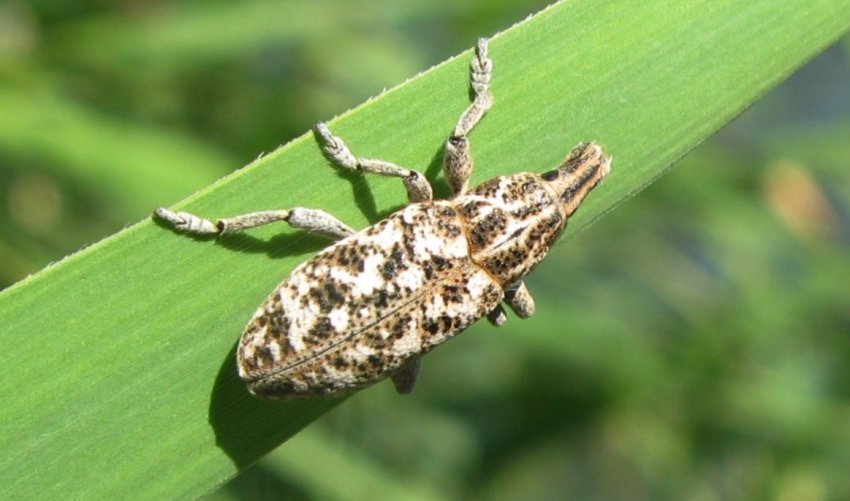 Довгоносики