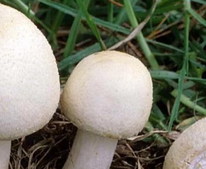 Чи є які переросли печериці