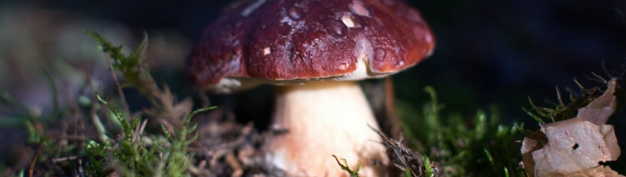 Білий сосновий гриб