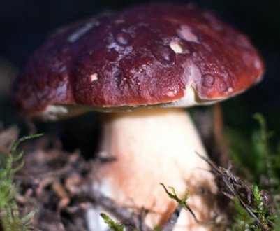 Білий сосновий гриб